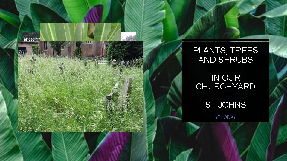 PLANTS, TREES AND SHRUBS IN OUR CHURCHYARD ST JOHNS (FLORA) 