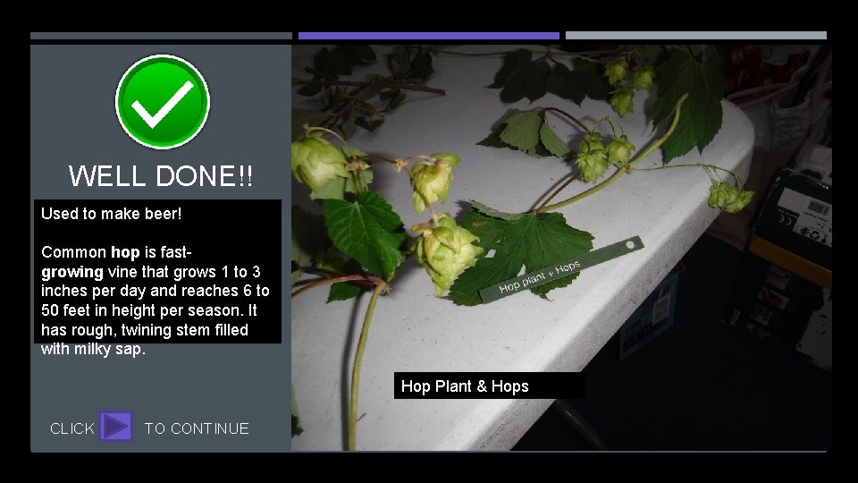 WELL DONE!! Used to make beer! Common hop is fastgrowing vine that grows 1