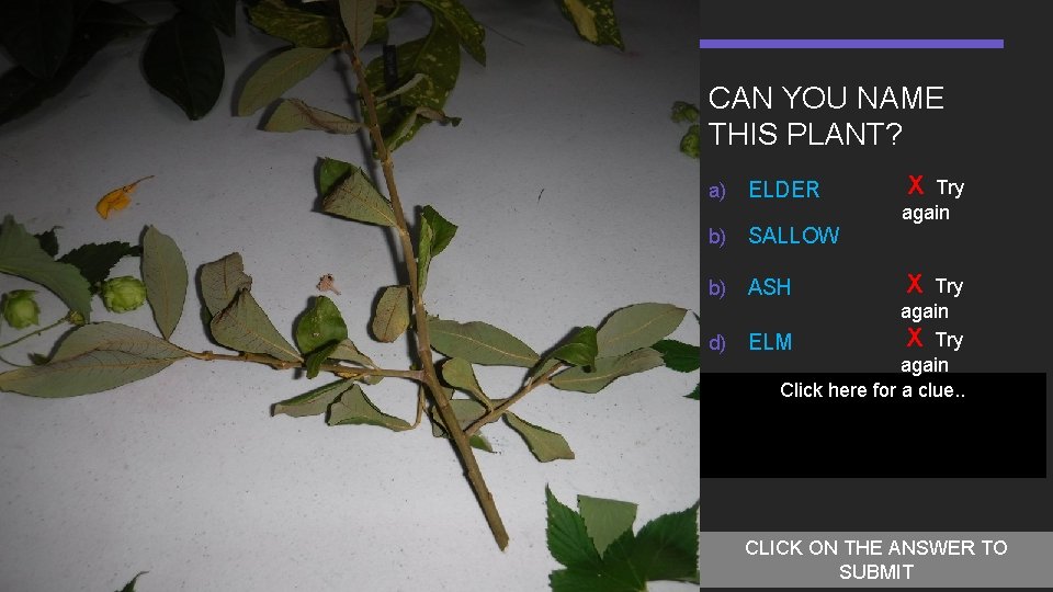 CAN YOU NAME THIS PLANT? a) ELDER b) SALLOW X Try again X Try