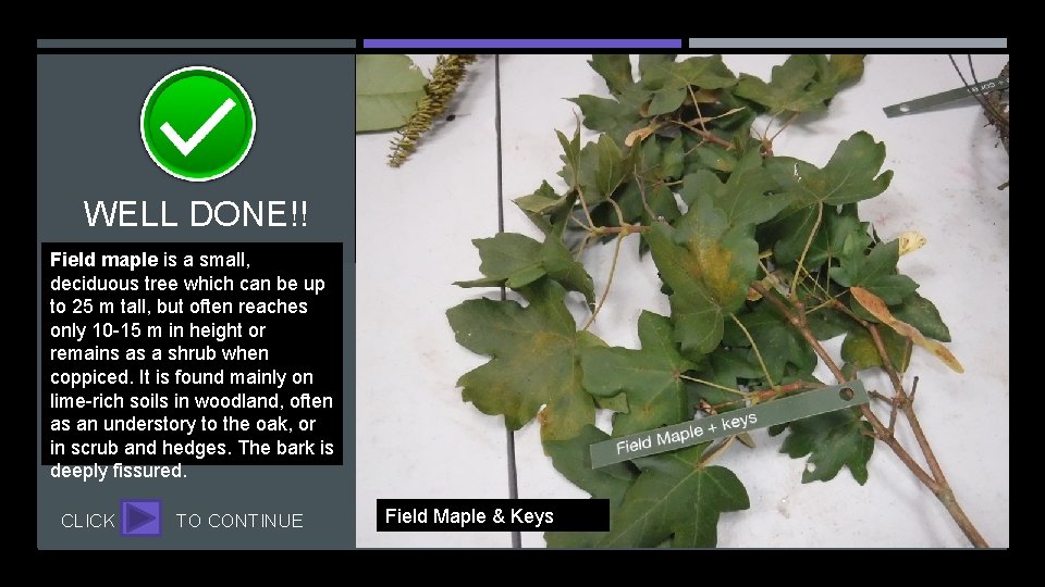 WELL DONE!! Field maple is a small, deciduous tree which can be up to