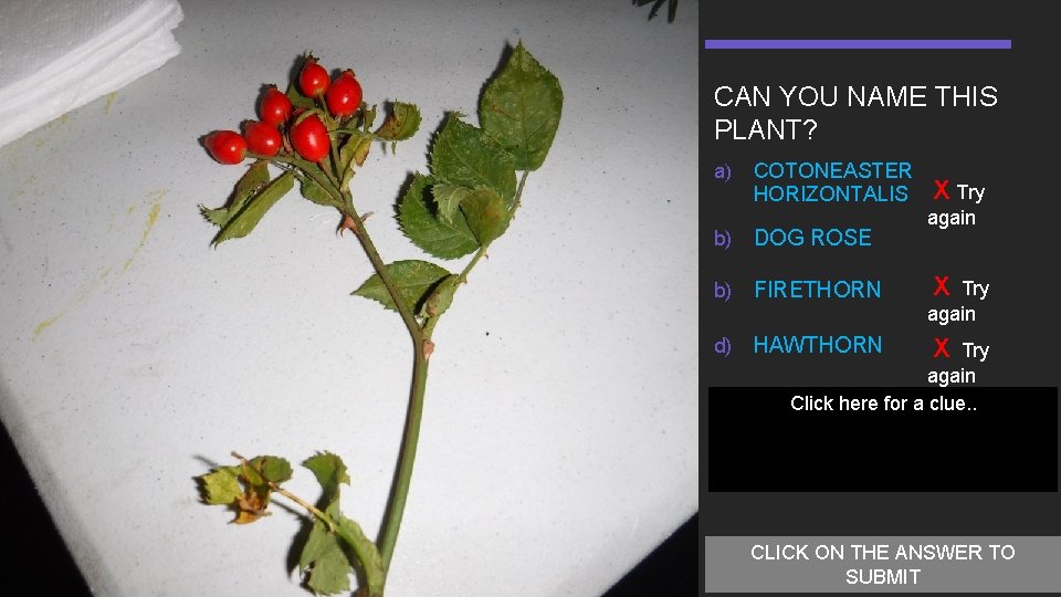 CAN YOU NAME THIS PLANT? a) COTONEASTER HORIZONTALIS X Try b) DOG ROSE b)