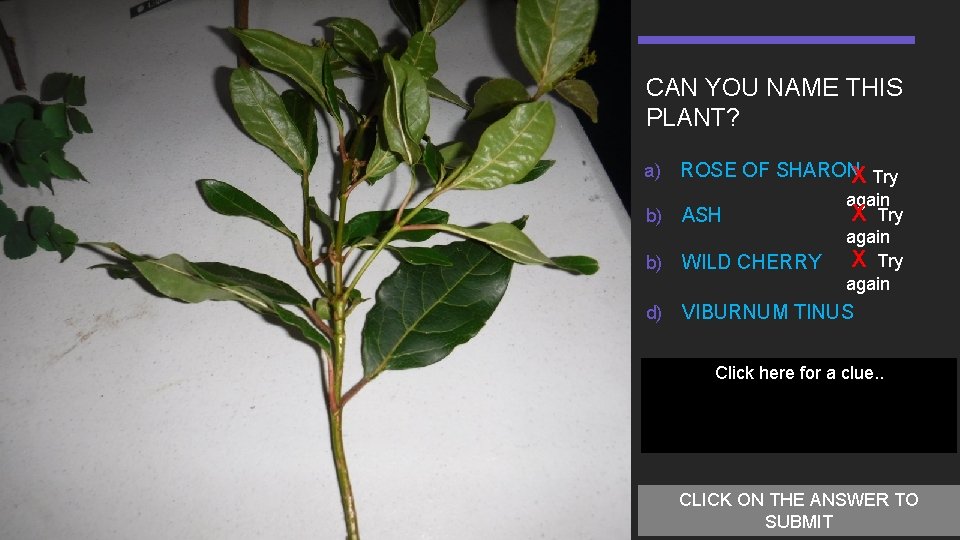 CAN YOU NAME THIS PLANT? a) ROSE OF SHARON X Try again b) ASH