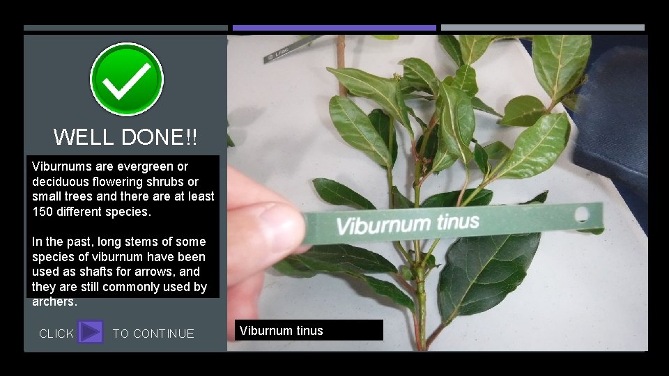 WELL DONE!! Viburnums are evergreen or deciduous flowering shrubs or small trees and there