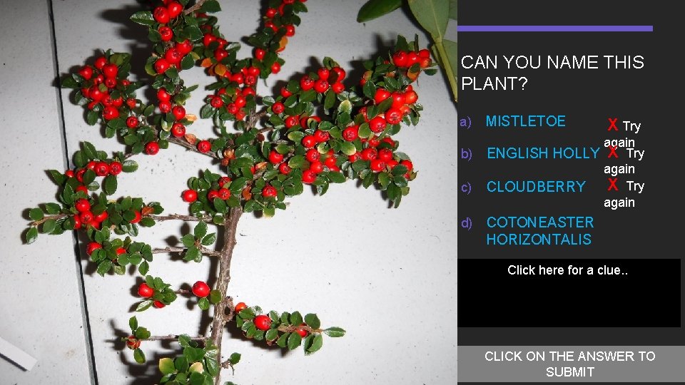 CAN YOU NAME THIS PLANT? a) b) c) d) MISTLETOE X Try again ENGLISH