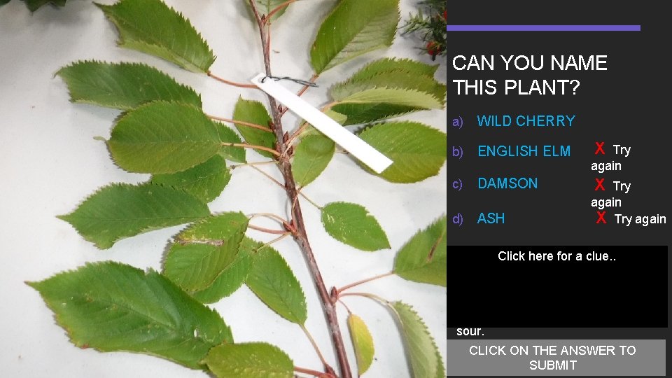 CAN YOU NAME THIS PLANT? a) WILD CHERRY b) ENGLISH ELM X Try again