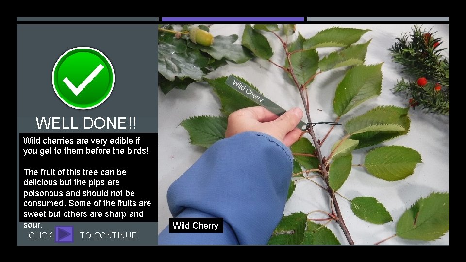 WELL DONE!! Wild cherries are very edible if you get to them before the