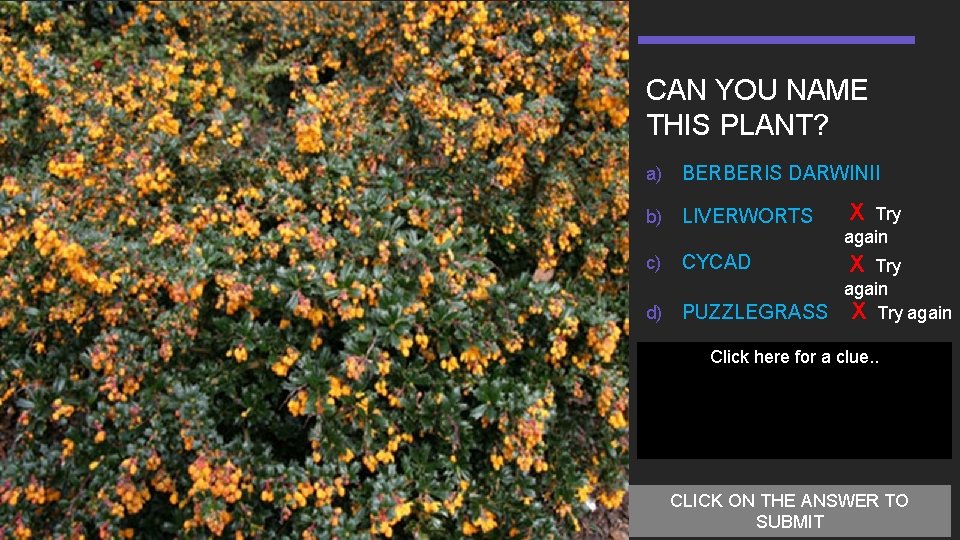 CAN YOU NAME THIS PLANT? a) BERBERIS DARWINII b) LIVERWORTS c) CYCAD d) X