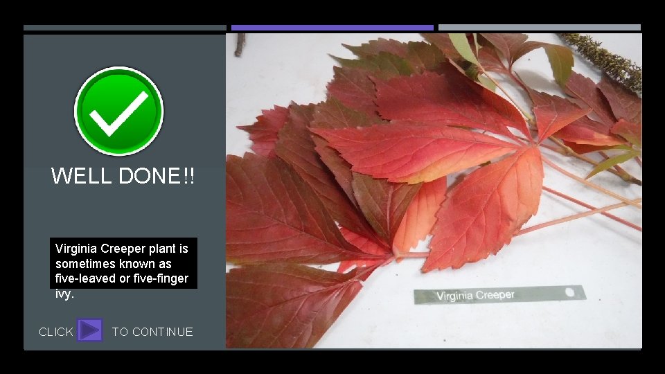 WELL DONE!! Virginia Creeper plant is sometimes known as five-leaved or five-finger ivy. CLICK