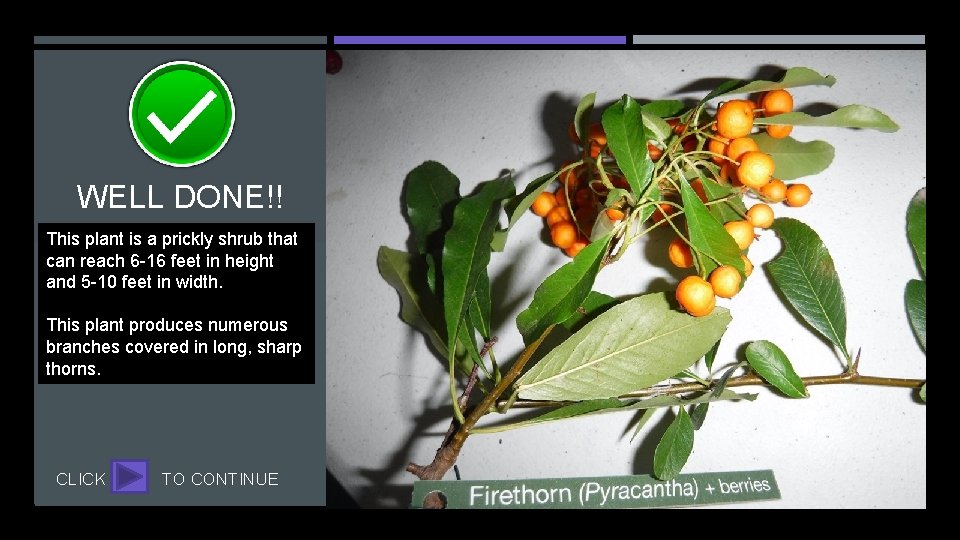 Firethorn (Pyracantha) WELL DONE!! This plant is a prickly shrub that can reach 6