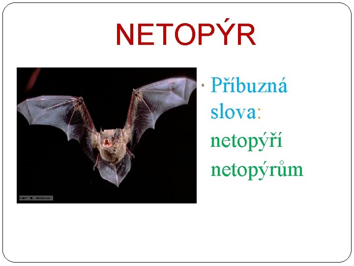 NETOPÝR Příbuzná slova: netopýří netopýrům 