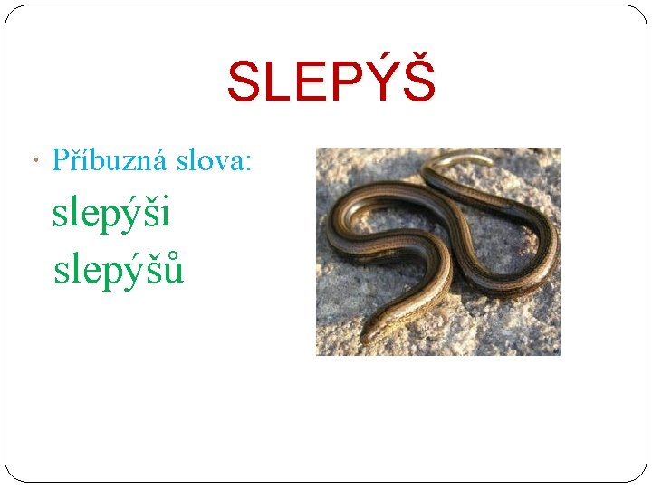 SLEPÝŠ Příbuzná slova: slepýši slepýšů 