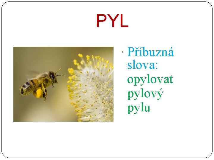 PYL Příbuzná slova: opylovat pylový pylu 