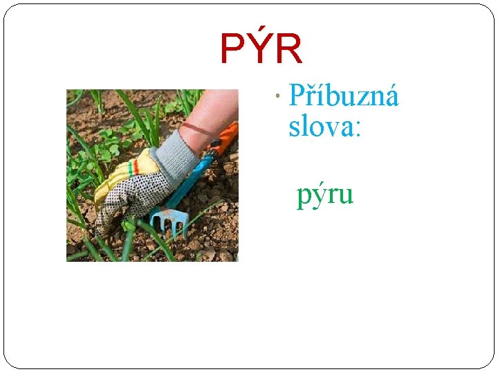 PÝR Příbuzná slova: pýru 