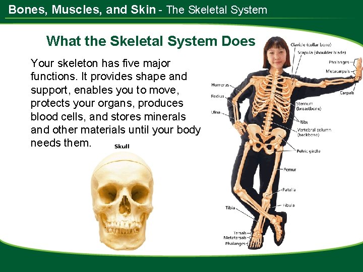 Bones, Muscles, and Skin - The Skeletal System What the Skeletal System Does Your