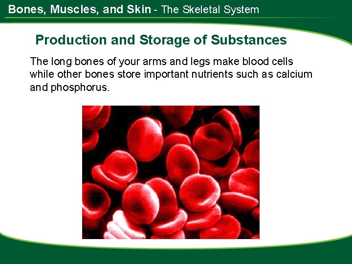 Bones, Muscles, and Skin - The Skeletal System Production and Storage of Substances The