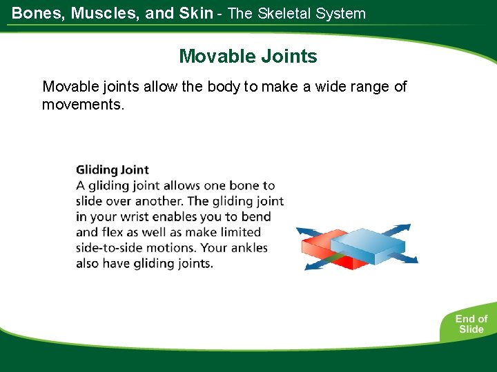 Bones, Muscles, and Skin - The Skeletal System Movable Joints Movable joints allow the