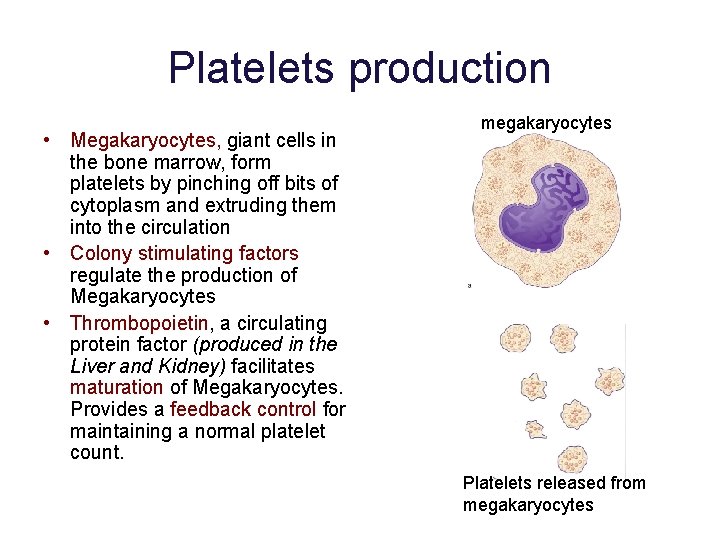 Platelets production • Megakaryocytes, giant cells in the bone marrow, form platelets by pinching