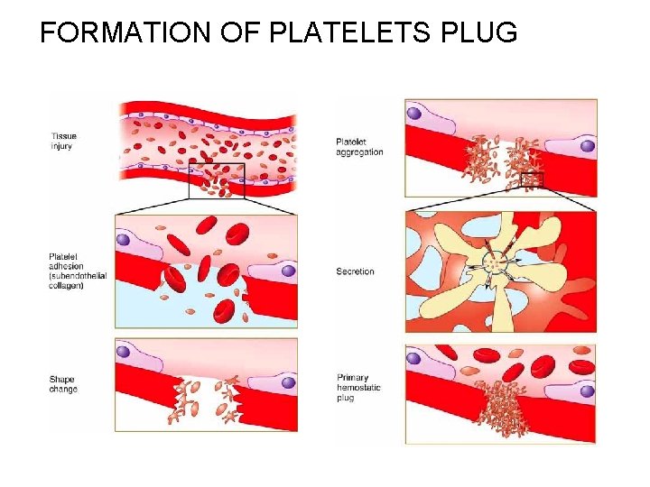 FORMATION OF PLATELETS PLUG 