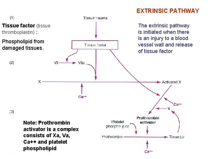 EXTRINSIC PATHWAY Tissue factor (tissue thromboplastin) : Phospholipid from damaged tissues. Note: Prothrombin activator