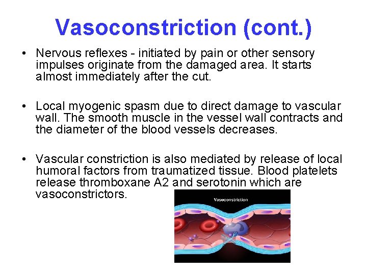 Vasoconstriction (cont. ) • Nervous reflexes - initiated by pain or other sensory impulses