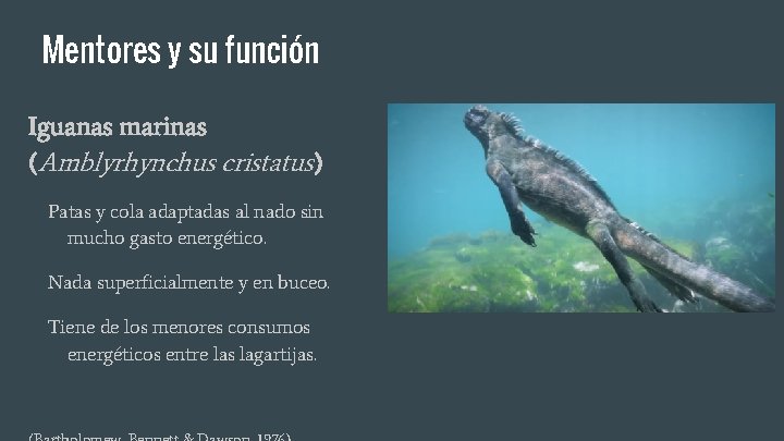 Mentores y su función Iguanas marinas (Amblyrhynchus cristatus) Patas y cola adaptadas al nado