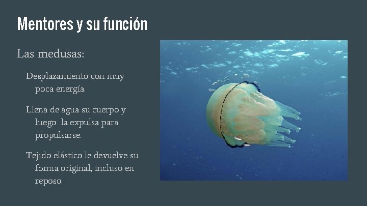 Mentores y su función Las medusas: Desplazamiento con muy poca energía. Llena de agua