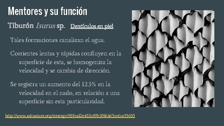 Mentores y su función Tiburón Isurus sp. Dentículos en piel Tales formaciones canalizan el