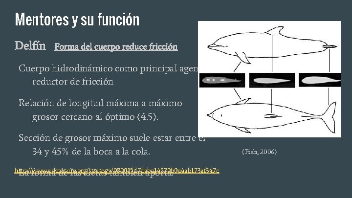 Mentores y su función Delfín Forma del cuerpo reduce fricción Cuerpo hidrodinámico como principal