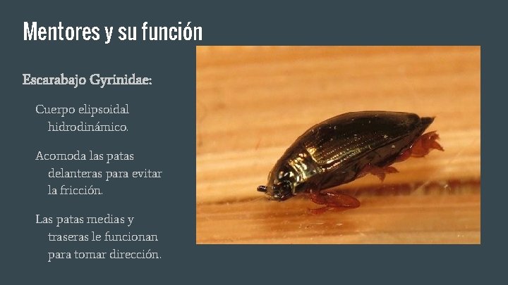 Mentores y su función Escarabajo Gyrinidae: Cuerpo elipsoidal hidrodinámico. Acomoda las patas delanteras para