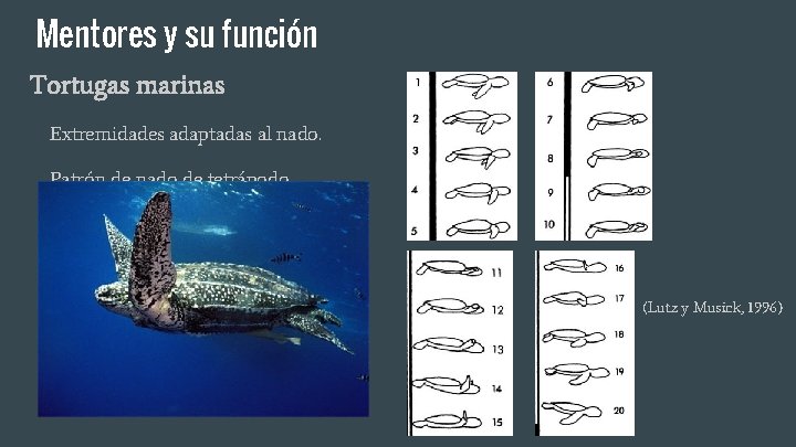 Mentores y su función Tortugas marinas Extremidades adaptadas al nado. Patrón de nado de