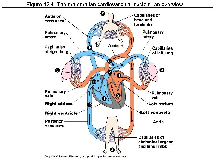 Figure 42. 4 The mammalian cardiovascular system: an overview 