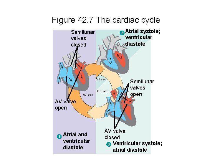 Figure 42. 7 The cardiac cycle Semilunar valves closed 2 0. 1 sec 0.