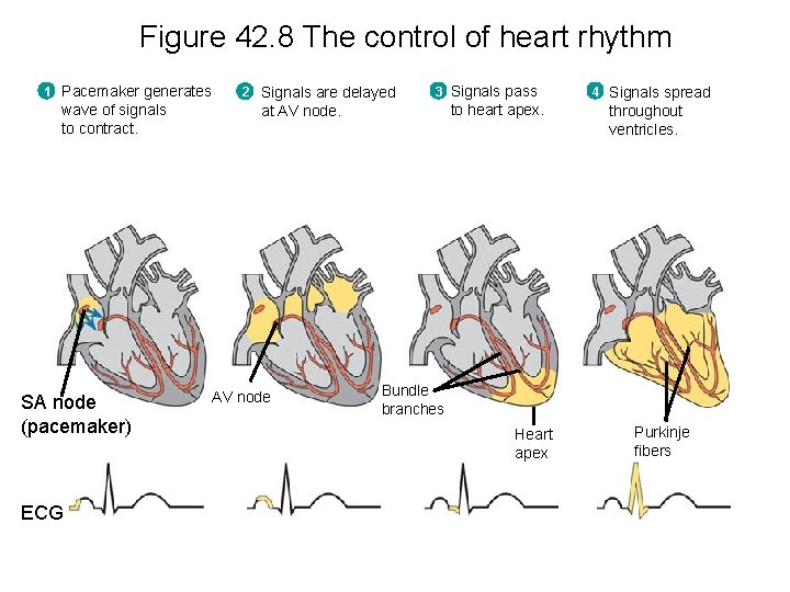 Figure 42. 8 The control of heart rhythm 1 Pacemaker generates wave of signals