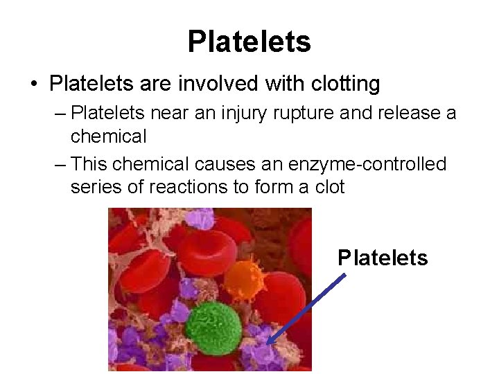 Platelets • Platelets are involved with clotting – Platelets near an injury rupture and