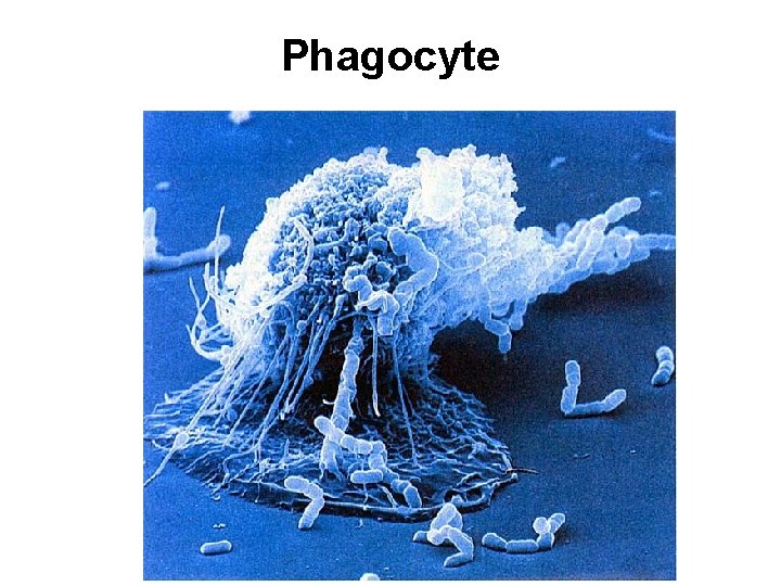 Phagocyte 