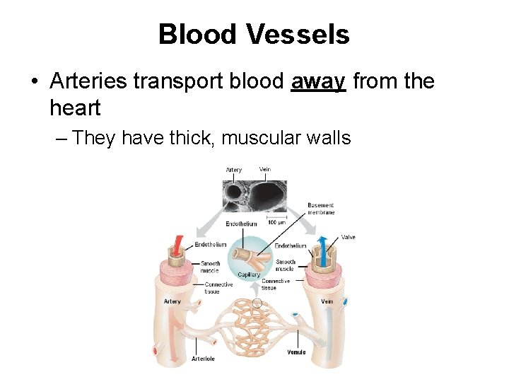 Blood Vessels • Arteries transport blood away from the heart – They have thick,