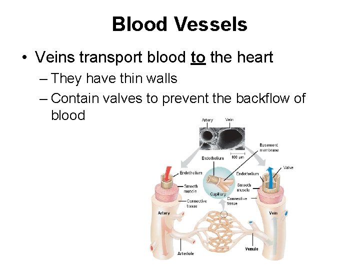 Blood Vessels • Veins transport blood to the heart – They have thin walls