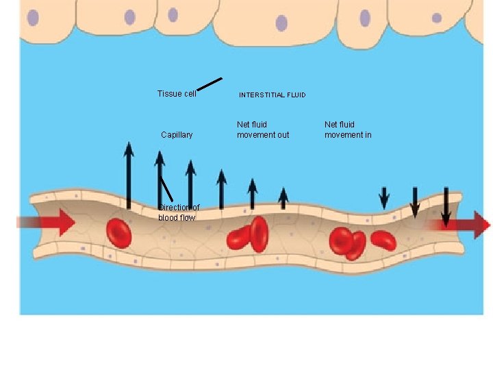 Tissue cell Capillary Direction of blood flow INTERSTITIAL FLUID Net fluid movement out Net