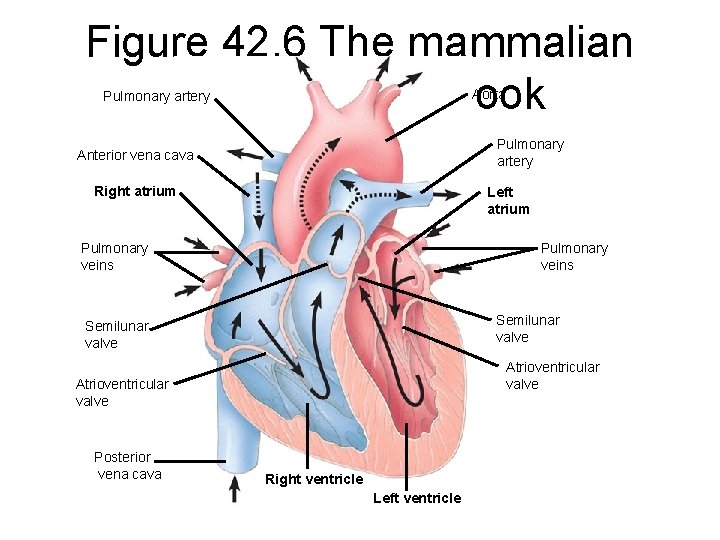 Figure 42. 6 The mammalian heart: a closer look Aorta Pulmonary artery Anterior vena