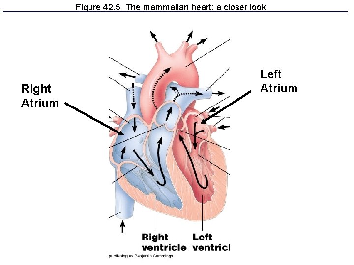 Figure 42. 5 The mammalian heart: a closer look Right Atrium Left Atrium 