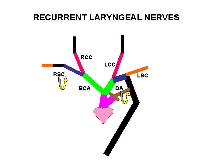 RECURRENT LARYNGEAL NERVES RCC LCC RSC LSC BCA DA 