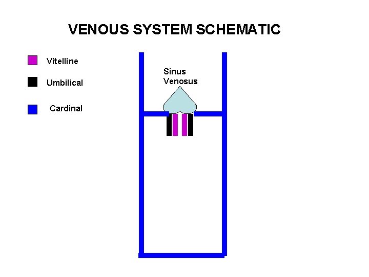 VENOUS SYSTEM SCHEMATIC Vitelline Umbilical Cardinal Sinus Venosus 