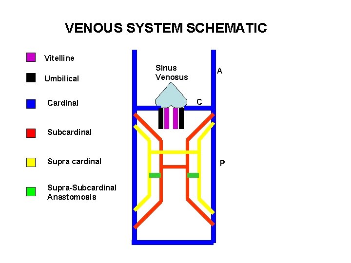 VENOUS SYSTEM SCHEMATIC Vitelline Umbilical Cardinal Sinus Venosus A C Subcardinal Supra-Subcardinal Anastomosis P