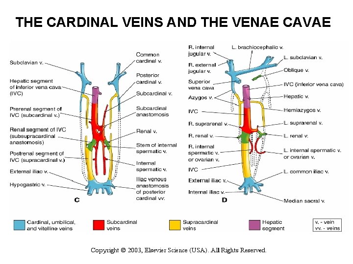 THE CARDINAL VEINS AND THE VENAE CAVAE 