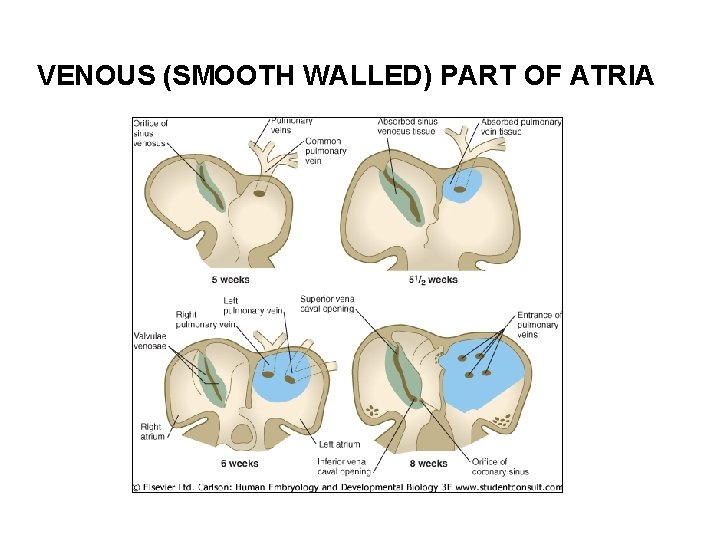 VENOUS (SMOOTH WALLED) PART OF ATRIA 