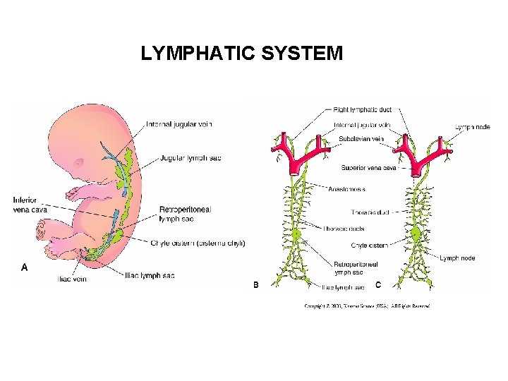 LYMPHATIC SYSTEM 