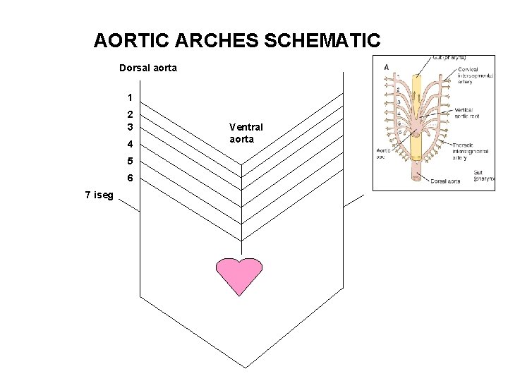 AORTIC ARCHES SCHEMATIC Dorsal aorta 1 2 3 4 5 6 7 iseg Ventral
