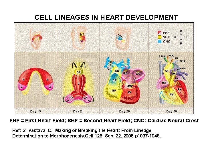 CELL LINEAGES IN HEART DEVELOPMENT FHF = First Heart Field; SHF = Second Heart