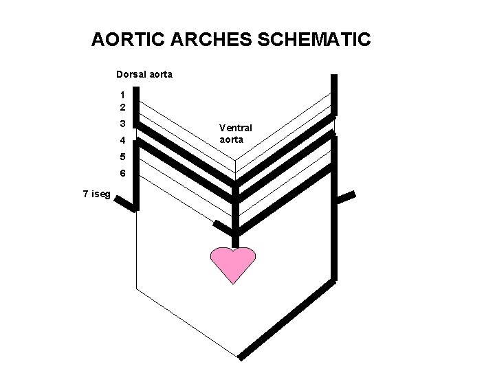 AORTIC ARCHES SCHEMATIC Dorsal aorta 1 2 3 4 5 6 7 iseg Ventral