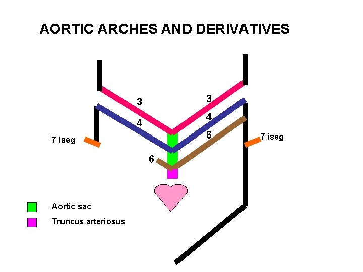 AORTIC ARCHES AND DERIVATIVES 3 3 4 4 6 7 iseg 6 Aortic sac